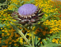 Artischocke 'Violet de Provence'