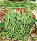 Spargelbohne 'Yard Long'