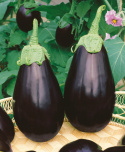 Aubergine 'Black Beauty'