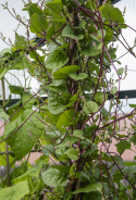 Malabarspinat 'Rubra'