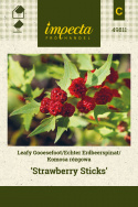 Echter Erdbeerspinat 'Strawberry Sticks'