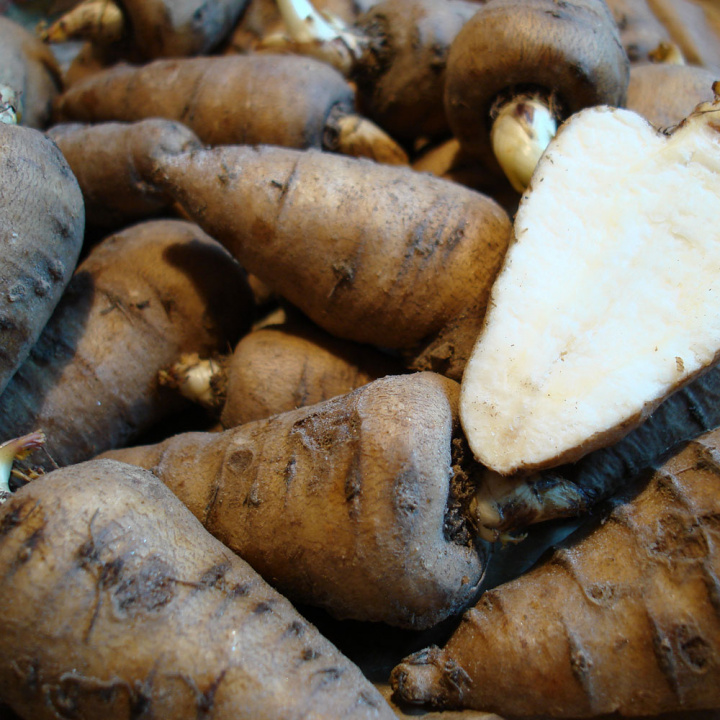 Knolliger Kälberkropf/ Kerbelrübe