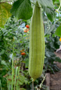 Schwammgurke