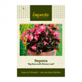 Begonie 'Big Rose with Bronze Leaf'
