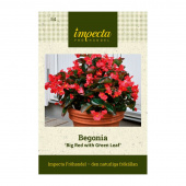 Begonie 'Big Red with Green Leaf'