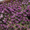 Gänsekresse 'Rosea', Mattenbildende, dichte Pflanzen, die mit zahlreichen kleinen, dunkelrosa Blüten übersät sind. 