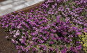 Gänsekresse 'Rosea', Mattenbildende, dichte Pflanzen, die mit zahlreichen kleinen, dunkelrosa Blüten übersät sind. 