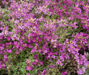 Gänsekresse 'Rosea', Mattenbildende, dichte Pflanzen, die mit zahlreichen kleinen, dunkelrosa Blüten übersät sind. 