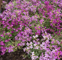 Gänsekresse 'Rosea', Mattenbildende, dichte Pflanzen, die mit zahlreichen kleinen, dunkelrosa Blüten übersät sind. 
