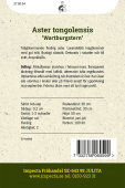 Frühsommer-Aster 'Wartburgstern'