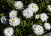 Gänseblümchen 'Habanera White'