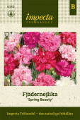 Feder-Nelke 'Spring Beauty'