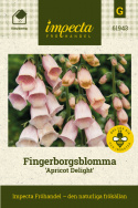 Fingerhut 'Apricot Delight', Imposante, hohe, stabile Blütenstände mit wunderschönen, glockigen Einzelblüten zwischen Rosa und Apricot.