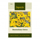 Maximilian-Sonnenblume