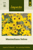 Maximilian-Sonnenblume