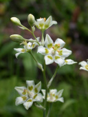 Zierliche Jochlilie