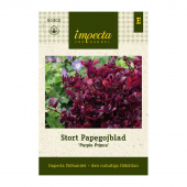 Papageienblatt 'Purple Prince'
