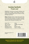 Irisiere 'Purple Lady'