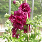 Stockrose 'Queeny Purple'