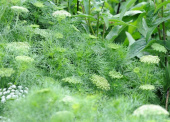 Bischofskraut 'Green Mist'