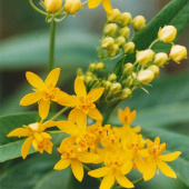 Gelbe Seidenpflanze 'Silky Gold'