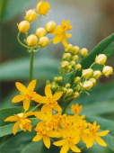 Gelbe Seidenpflanze 'Silky Gold'