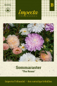 Sommeraster 'The Roses'