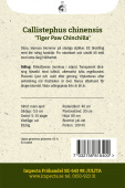 Sommeraster 'Tiger Paw Chinchilla'