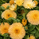 Ringelblume 'Bon Bon Apricot', Gefüllte, hell aprikose- bis honiggelbe Blüten. Kompakte Pflanze.