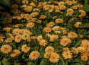 Ringelblume 'Bon Bon Apricot', Gefüllte, hell aprikose- bis honiggelbe Blüten. Kompakte Pflanze.