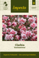 Mandelröschen 'Enchantress', Gefüllte Blüten in Himbeerrosa und Cremeweiß an langen, kräftigen Stängeln.