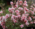 Mandelröschen 'Enchantress', Gefüllte Blüten in Himbeerrosa und Cremeweiß an langen, kräftigen Stängeln.