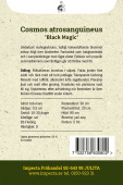 Schockoladenblume 'Black Magic'
