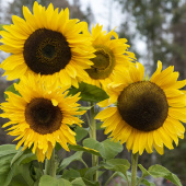 Sonnenblume 'Giganteus'