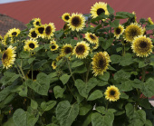 Sonnenblume 'Primrose'
