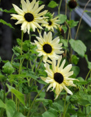Gurkenblatt-Sonnenblume 'Italian White'