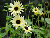 Gurkenblatt-Sonnenblume 'Italian White'