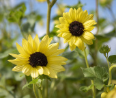 Gurkenblatt-Sonnenblume 'Soluna Lemon'