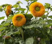 Sonnenblume ‘Orange Sun‘