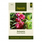 Garten-Balsamine 'Scarlet Favourite'