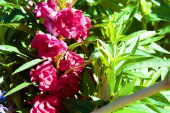 Garten-Balsamine 'Scarlet Favourite'