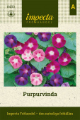 Purpur-Prunkwinde