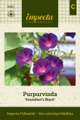 Purpur-Prunkwinde 'Knowlian's Black'