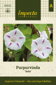 Purpur-Prunkwinde 'Seta'