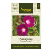 Purpur-Prunkwinde 'Crimson Rambler'
