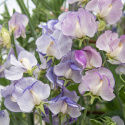 Duftwicke 'Spencer Blue Ripple', Streifen von dunklem Indigo bis Himmelblau. Vereinzelt kann es zu Abweichungen kommen.