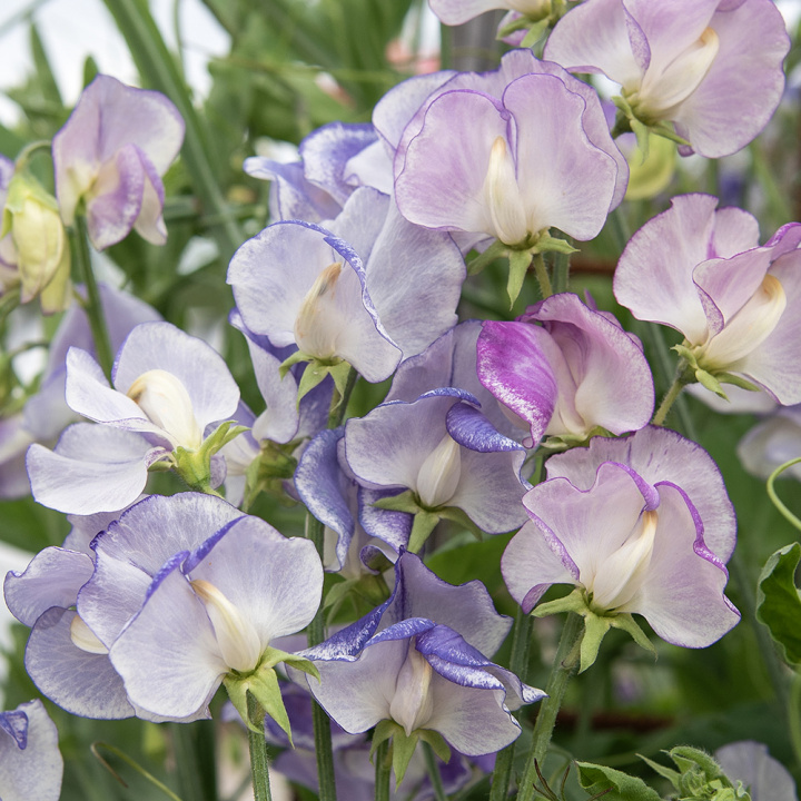 Duftwicke 'Spencer Blue Ripple', Streifen von dunklem Indigo bis Himmelblau. Vereinzelt kann es zu Abweichungen kommen.