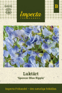 Duftwicke 'Spencer Blue Ripple', Streifen von dunklem Indigo bis Himmelblau. Vereinzelt kann es zu Abweichungen kommen.