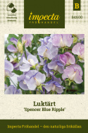 Duftwicke 'Spencer Blue Ripple', Streifen von dunklem Indigo bis Himmelblau. Vereinzelt kann es zu Abweichungen kommen.