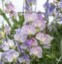 Duftwicke 'Spencer Blue Ripple', Streifen von dunklem Indigo bis Himmelblau. Vereinzelt kann es zu Abweichungen kommen.